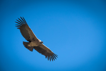 Andean Condor in flight against blue sky
