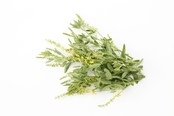 Yellow sweet clover (Melilotus officinalis)