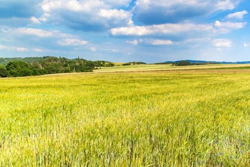 Fototapeta premium Hot summer day in the countryside. Green field in June. Agricultural landscape in the Czech Republic.
