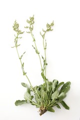 Obraz premium Sorrel