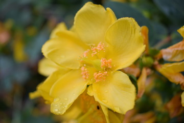 Fototapeta na wymiar yellow flowers in garden