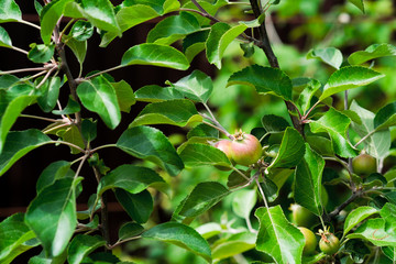 Picture of green apples, leaves, branches. Youth, spring concept. Selective focus.