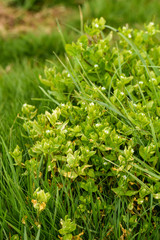 Chickweed (Stellaria Media) and grass background portrait