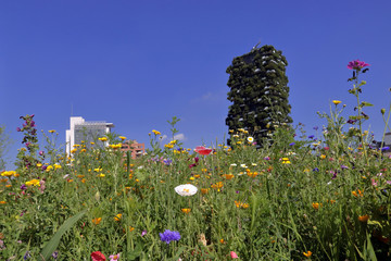 fiori nel prato con grattacieli a milano in italia, flowers in the meadow with skyscrapers in Milan in Italy