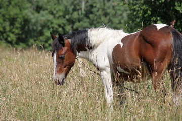 Horse grazing in a meadow with high green grass.