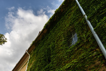 The house's wall with window is covered with green ivy on a background of blue sky with white clouds.