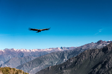 Fototapeta na wymiar A wild condor is flying near Cruz Del Condor viewpoint over the Colca canyon, Peru