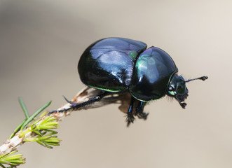 Dung beetle Trypocopris pyraeneus on brown background