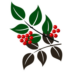 bunch with berries, isolate on a white background