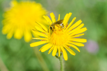 Enthused bee on a yellow dandelion