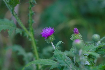 Blue spiny flower Eryngium on a summer meadow