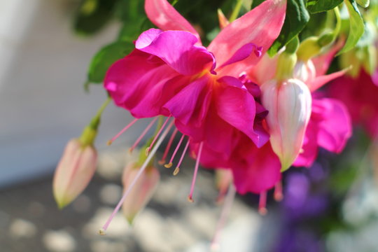 Fuchsia hybrida. Exotic flower with striking two-tone colors. Selected focus. Shallow focus background. 