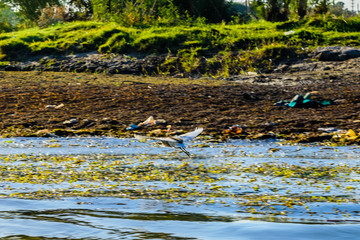 Grey heron (Ardea cinerea) fly over the Nile river