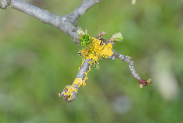 Lichen on a tree branch
