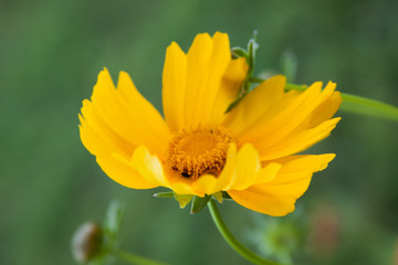 yellow cosmo