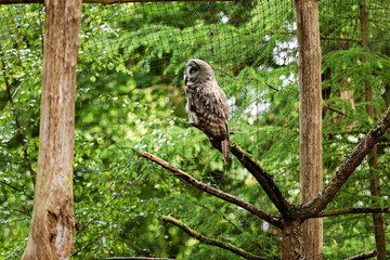 the great grey owl or great gray owl, Strix nebulosa, documented as the world's largest species of owl by length , it is shown here perched on a post in an unusual pose.
