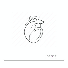 Heart icon isolated. Single thin line symbol of heart. Human body anatomy outline pictogram