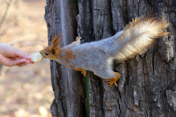 Fototapeta premium The Eurasian red squirrel (Sciurus vulgaris) in the first stage of seasonal shedding from gray winter coat to red summer coat eating bread out of a human hand