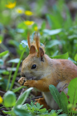 Eurasian red squirrel (Sciurus vulgaris) in the final stage of seasonal shedding from gray winter coat to red summer coat sitting in the middle of the green plants and eating something