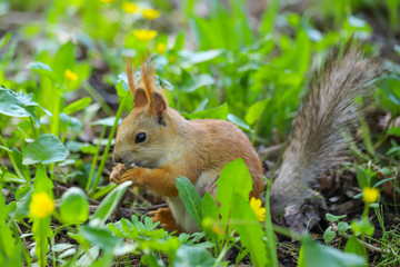 Naklejka na ściany i meble Eurasian red squirrel (Sciurus vulgaris) in the final stage of seasonal shedding from gray winter coat to red summer coat sitting in the middle of the green plants and eating something