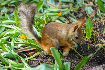 Naklejka na ściany i meble Eurasian red squirrel (Sciurus vulgaris) in the final stage of seasonal shedding from gray winter coat to red summer coat sitting in the middle of the green plants and eating piece of crisp bread ring