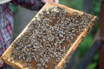 removing honey from a beehive - fresh honey in a frame removed by beekeeping.