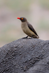 Red-billed oxpecker sitting on a white rhinoceros in Sabi Sands Game Reserve, part of the Greater...