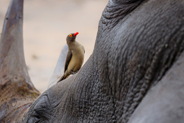 Red-billed oxpecker sitting on a white rhinoceros in Sabi Sands Game Reserve, part of the Greater...