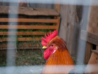 Cock behind the bars of the coop.