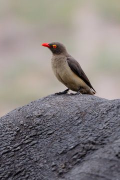 Red-billed oxpecker sitting on a white rhinoceros in Sabi Sands Game Reserve, part of the Greater Kruger Region, in South Africa