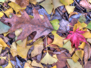 Autumn leaves in forest