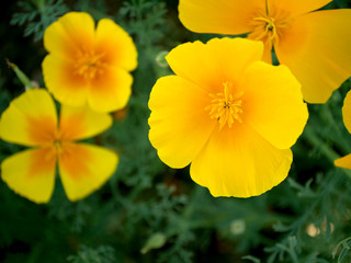 Escholzia yellow. Several flowers on grass background.