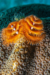 Spirobranchus giganteus, Christmas tree worms