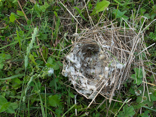 A ruined bird's nest. Nest lies on the grass.