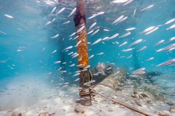 Pier underwater Bonaire