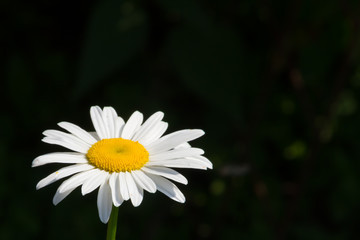 Fototapeta premium Beautiful daisy flower in the summer sunny garden