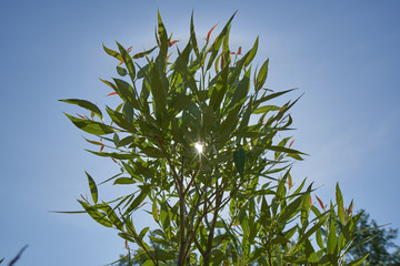 Common osier against the Light.