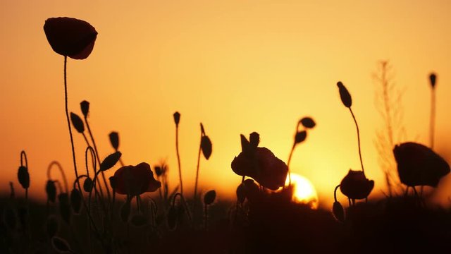 Wonderful red poppies growing in a boundless area in Ukraine at shining sunset 