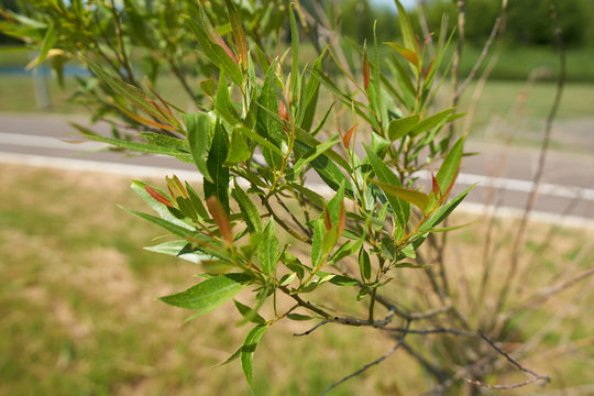 Common osier in the park.