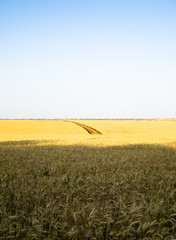 Ripe wheat field, yellow wheat ears close up