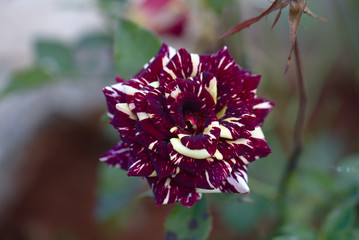 Rosa
