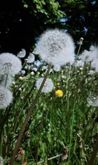 Obraz premium Dandelion