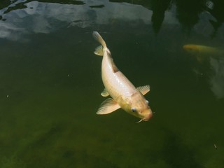  The photo of a fish floating near the surface of the water