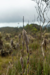 Paramo Santa Ines