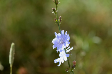Chicory flower on the lawn on a sunny summer day close-up
