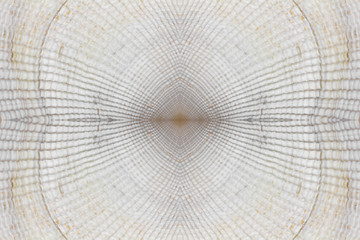 abstract background texture of white seashells