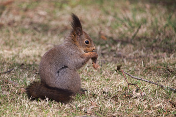 Young squirrel eating maple seed in the garden