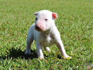 Little puppies bull terrier