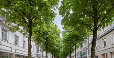 Beautiful chestnut alley in one of the streets of the European city of Baden Baden, Germany © pridannikov