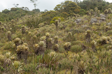 Paramo Santa Ines